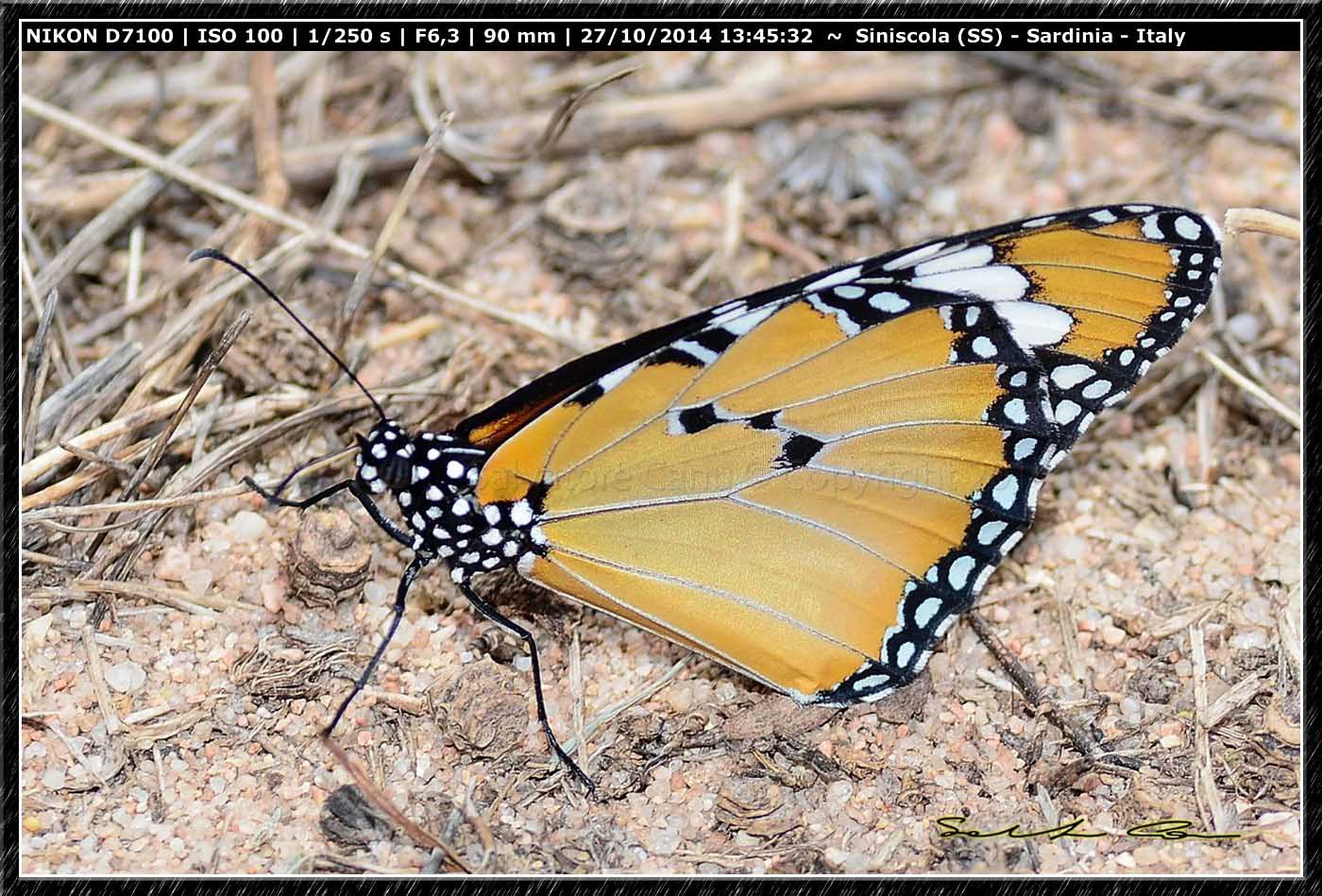 Danaus chrysippus